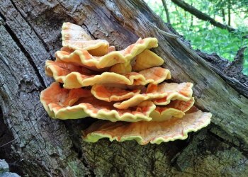 Chicken of the Woods